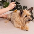 Maszynka do strzyżenia zwierząt Wahl Colour Pro Cordless Pet 3027682